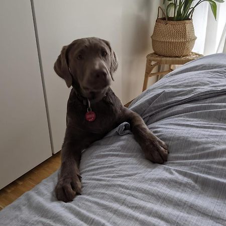 Bed & Breakfast Bonn 24 Mai Bis14 Juni Mit Hund In Der Wohnung Exterior foto