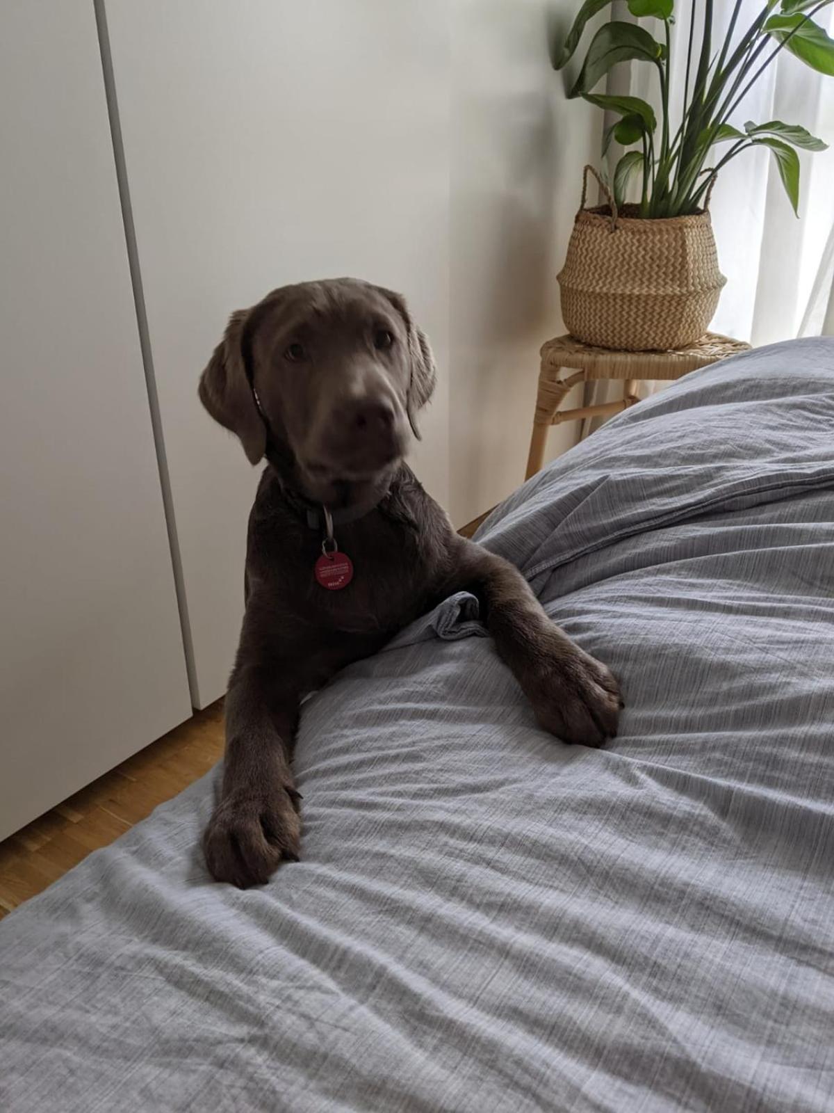 Bed & Breakfast Bonn 24 Mai Bis14 Juni Mit Hund In Der Wohnung Exterior foto